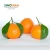Import New crop fresh mandarin orange with good quality and cheaper price from China