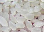 New Crop Japonica Pemium Short Grain Sushi Rice