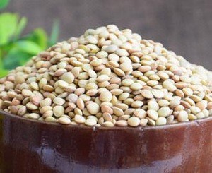 New crop2018 green lentils Gansu Origin Moisture max.15% Admixture max.0.03%