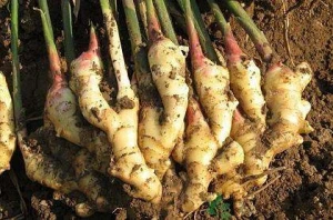 New harvest 2020 chinese china franchiser export fresh vegetables natural yellow ginger