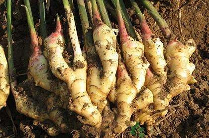 New harvest 2020 chinese china franchiser export fresh vegetables natural yellow ginger