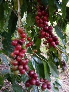 ORGANIC BEST QUALITY OF ROASTED WHOLE COFFEE BEANS (ARABICA/ ROBUSTA)