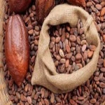 Organic Raw Cocoa Beans