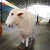 Import Outdoor Playground Decorative Animatronic Life Size Artificial Goat Model from China