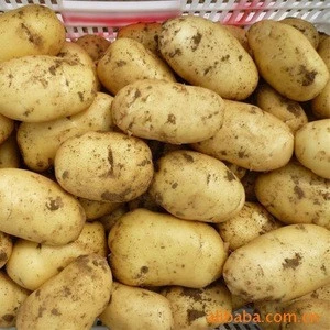 potato in high quality for exoprt