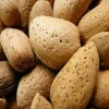 Premium Almond Nuts / Raw Natural Almond Nuts / Organic Bitter Almonds
