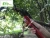 Import Pruning shear /pruning tool from China