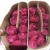 Import Pure Export Fresh Cut Flowers Roses Wholesale From China from China