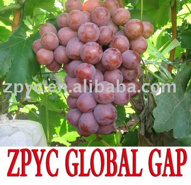 Red globe grapes size