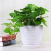 Set of 3 Small to Medium Sized Round Modern Ceramic Garden Flower Pots, White Plant Pot Ceramic