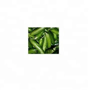 SGS Certified Fresh Green Cucumber For Sale