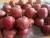 Import shandong yantai fresh red fuji apple better than iranian fresh apple from China