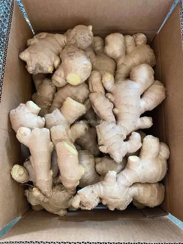 Super fresh organically grown ginger from China
