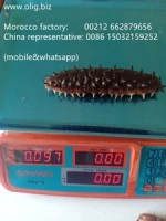 Super quality wild sun dried sea cucumber