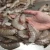 Import Sweet Frozen Fresh Shrimp/Seafood/Black Tiger Prawn !! from USA