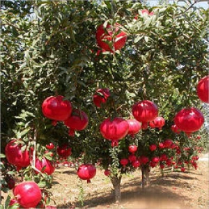 Top Quality Fresh organic Pomegranates from Brazil