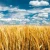 Import Ukrainian best quality whole wheat from Ukraine