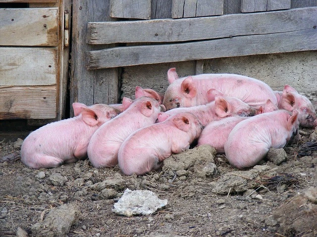 Veterinary Organic Herbal Pig - Swine Weight Gain &amp; Growth Promoter