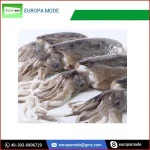 Whole Cuttlefish/Seafood/Fresh Squid /cuttlefish bone / Crab