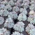 Import wholesale indoor succulent live plant mini real live mixed succulents from China