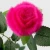 Import Wholesale real rabbit hair simulation rose home decor supplies water bottle beautiful rose flower from China