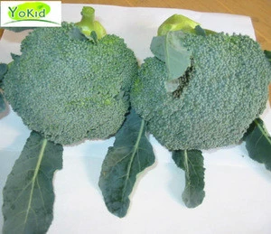 Xiamen new crop fresh broccoli