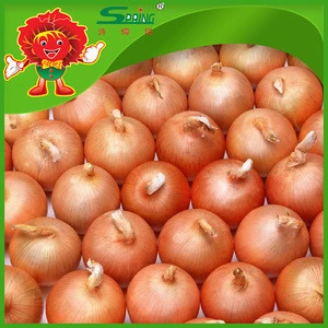 yellow fresh pearl onions wholesale price Yunnan vegetable