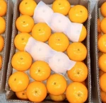 Mandarins (Kinnow)