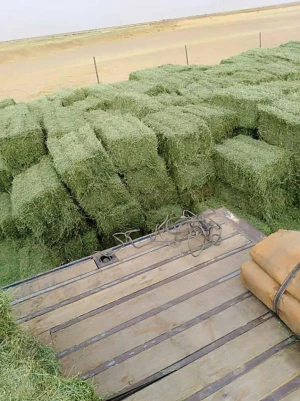 Higher in Protein, Dried Alfalfa Hay, Best For Animal Feed