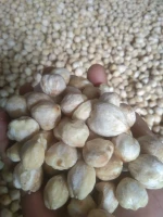 candlenut