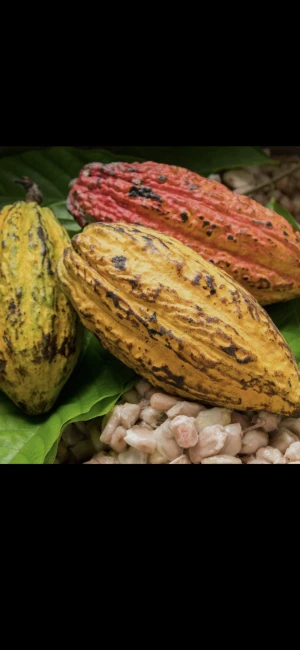 Cocoa