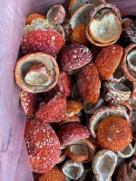 Amanita Muscaria