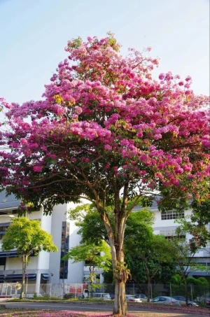 Tabebuia Rosea Plant Seedlings