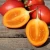 Import Fresh Tree Tomato from Ecuador