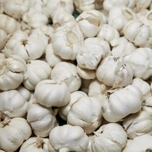 Garlic (Lahasun)