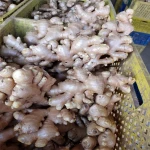 Fresh Ginger