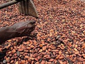 Natural Dry Cocoa seeds