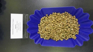 Indonesian Coffee Beans (NTT Robusta)