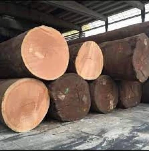 Okoume Hardwood Logs