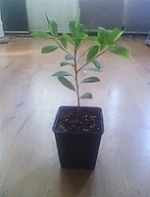 Medium Coca Plant