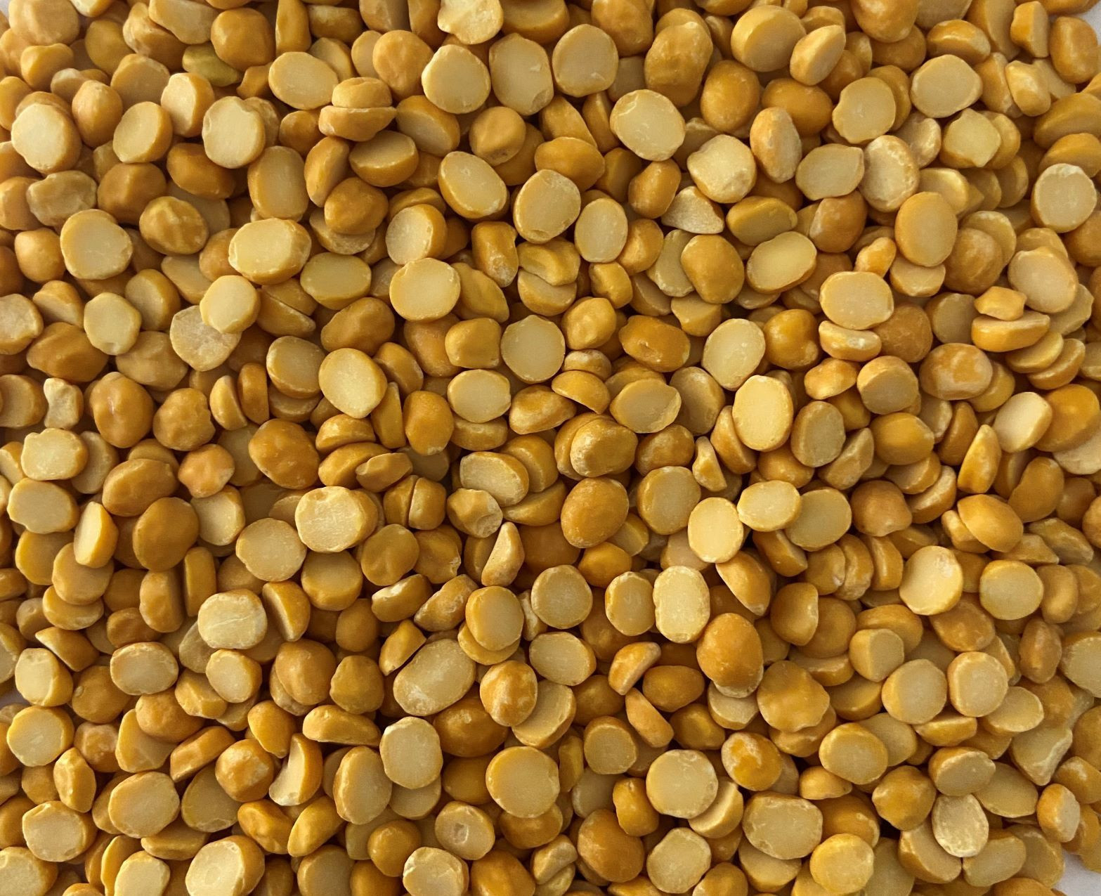 Buy Lentils, Pulses , Urad Dal, Split Bengal Gram, Chana Dal from