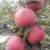Import Top guality fresh royal fruit gala apple from South Africa