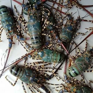 Lobster FROZEN FROZEN LOBSTER TAIL / FRESH LIVE Cold water Fresh ALIVE Lobster crayfish