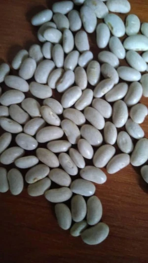 White Beans in 50kg bag dried white kidney beans for sale