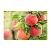 Fresh Red Yiyuan Apples Crisp and Sweet Delight