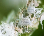 Mealybugs