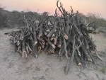 Swarthaak Wood