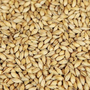 Wholesale supplier of feed grade pearl barley grain at affordable price