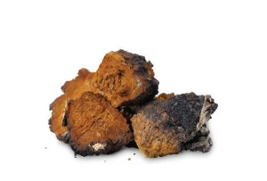 Fresh Chaga harvested in USA (MAINE) for sale.