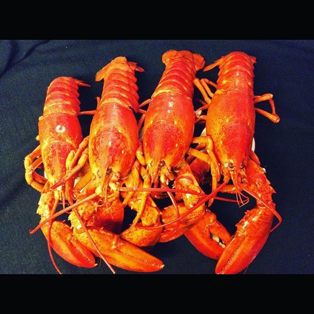 Buy Lobster Frozen Frozen Lobster Tail / Fresh Live Cold Water Fresh